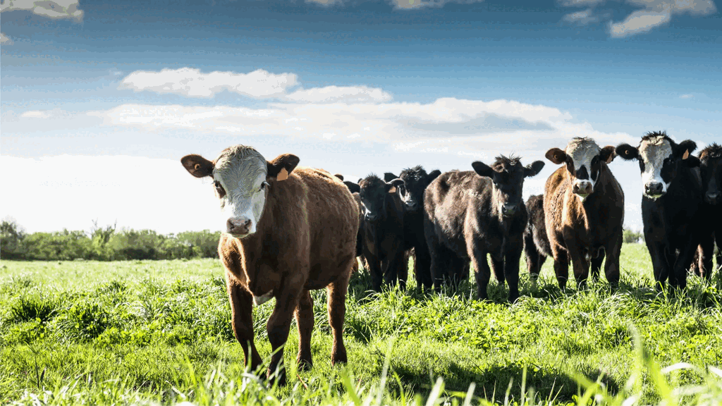 Grupo de reses en un campo verde