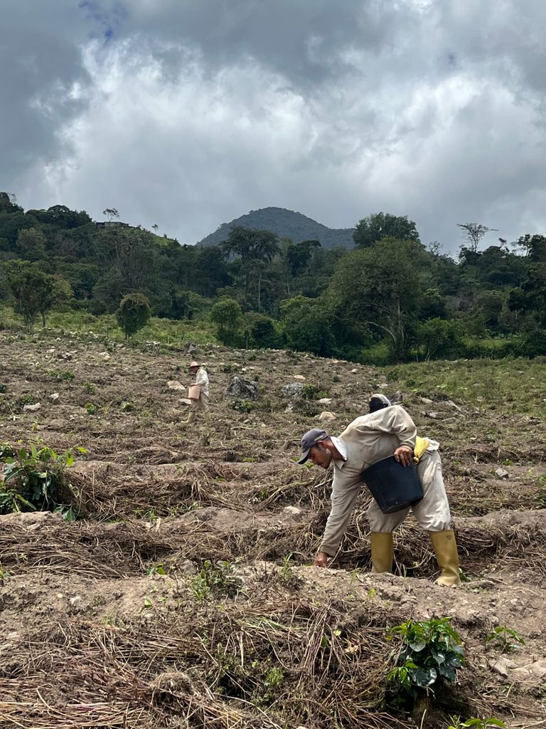 Trabajadores sembrando plantas de café en una ladera montañosa venezolana